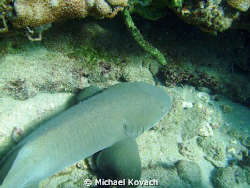 Nurse Shark on the Inside Reef at Lauderdale by the Sea by Michael Kovach 